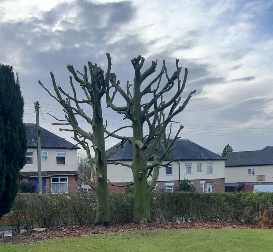 Tree Trimming in Market Drayton