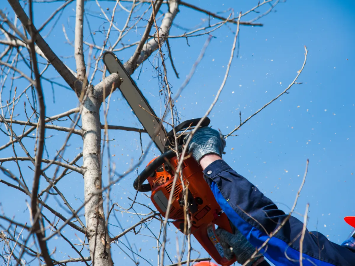 Close-up of a professional using a chainsaw to trim branches from a tree, demonstrating precise tree trimming and maintenance services by Country Girl Landscaping.