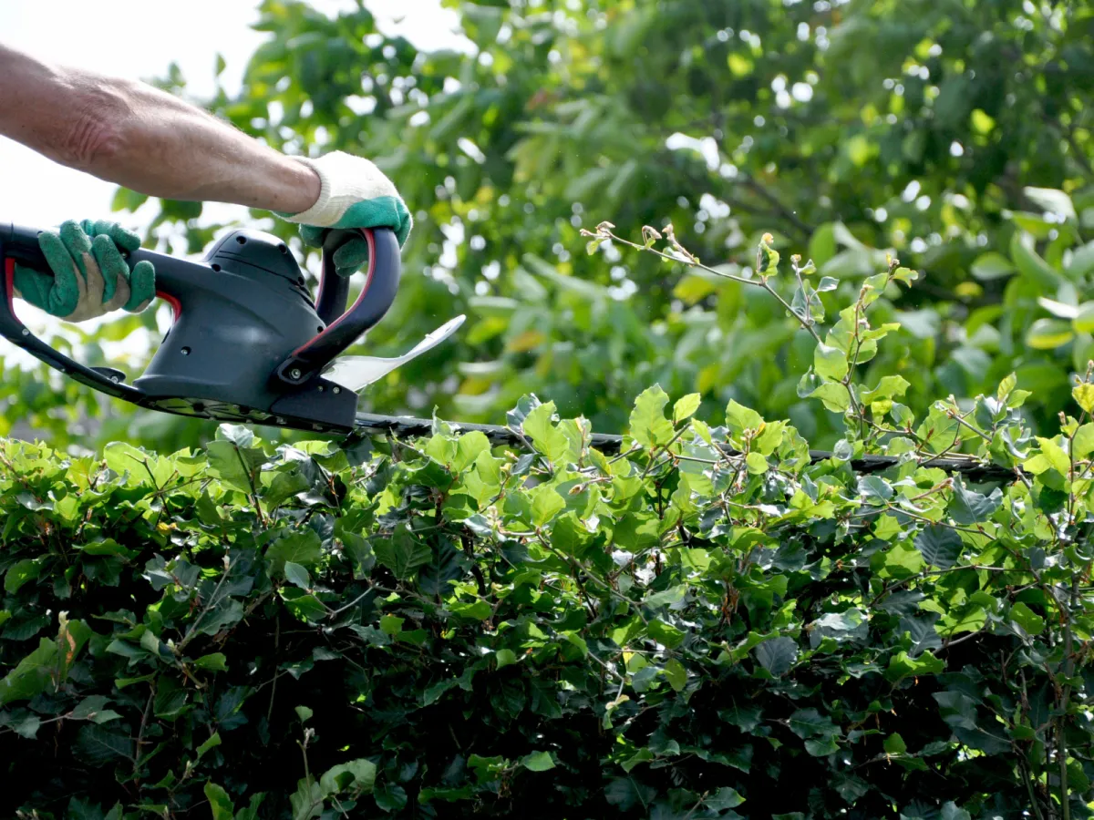 Gardener using electric hedge trimmer to shape lush green bushes, highlighting expert yard maintenance and trimming services by Country Girl Landscaping.