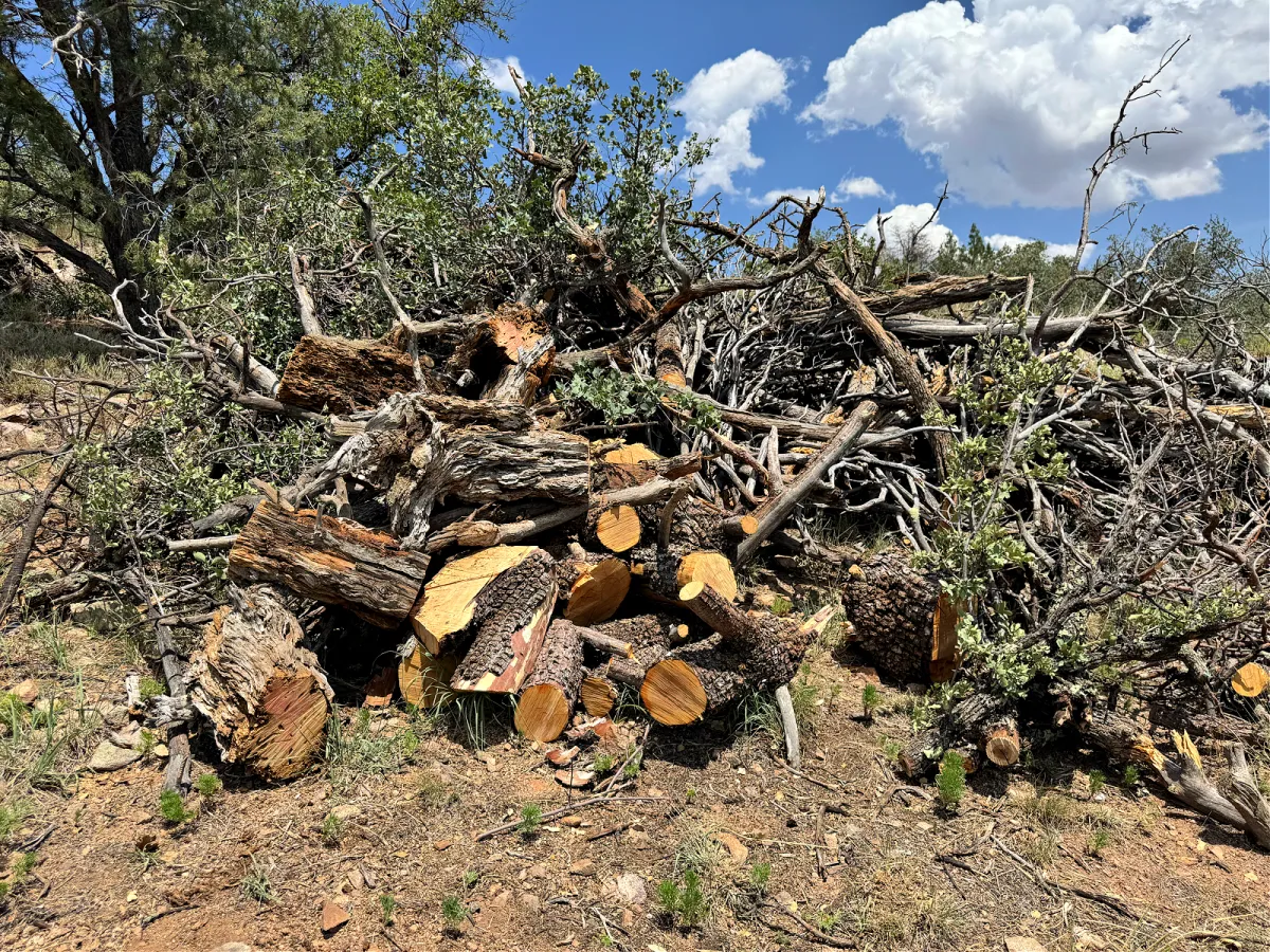 Pile of cut brush and tree limbs in a natural outdoor setting, demonstrating brush removal and wildfire risk reduction services in Prescott's landscape.