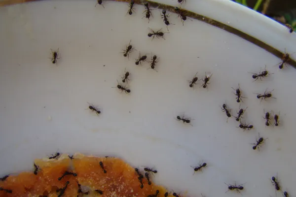 ants on a plate