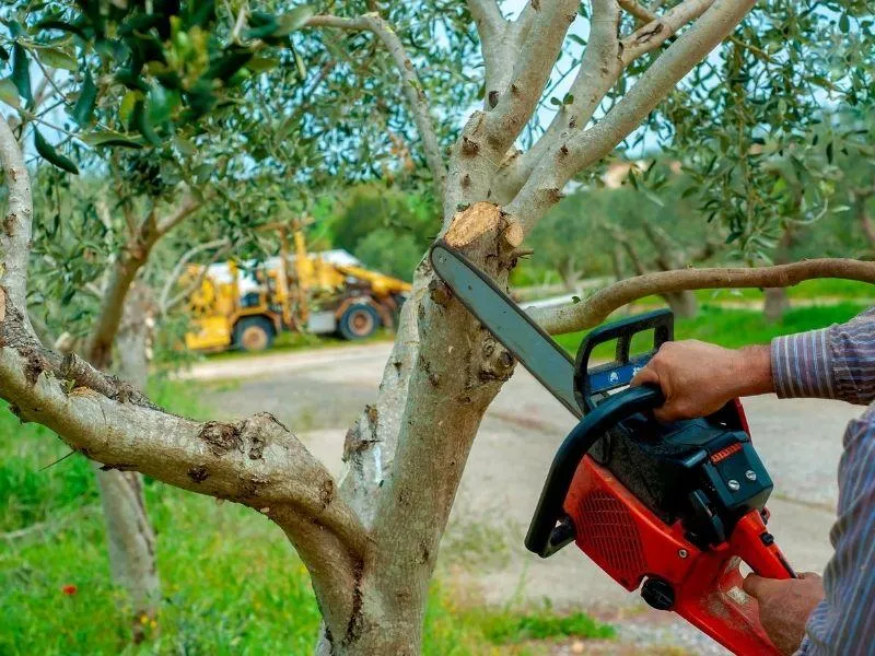 Tree pruning in Denver, CO