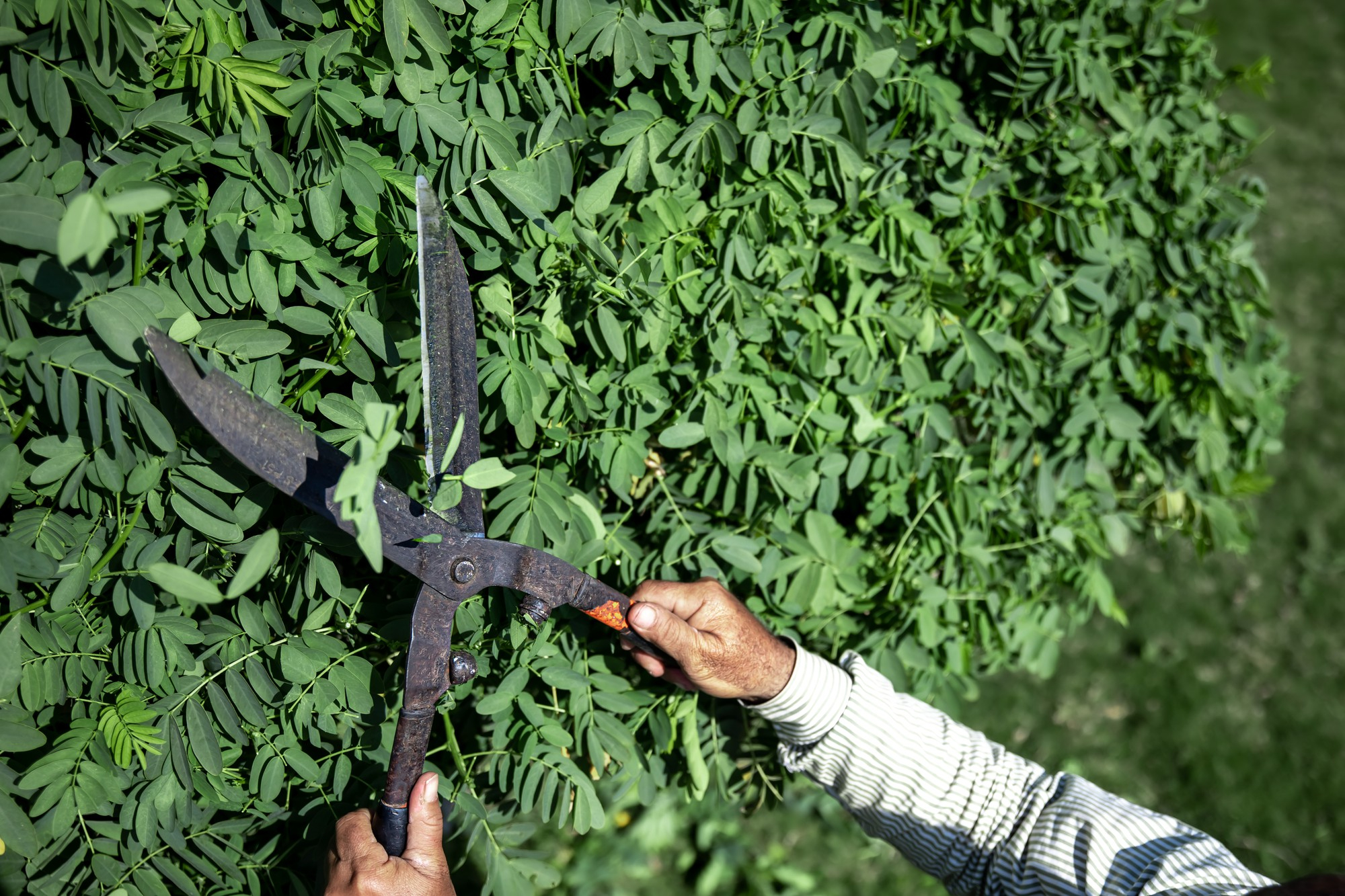 Tree Trimming / Pruning in 
