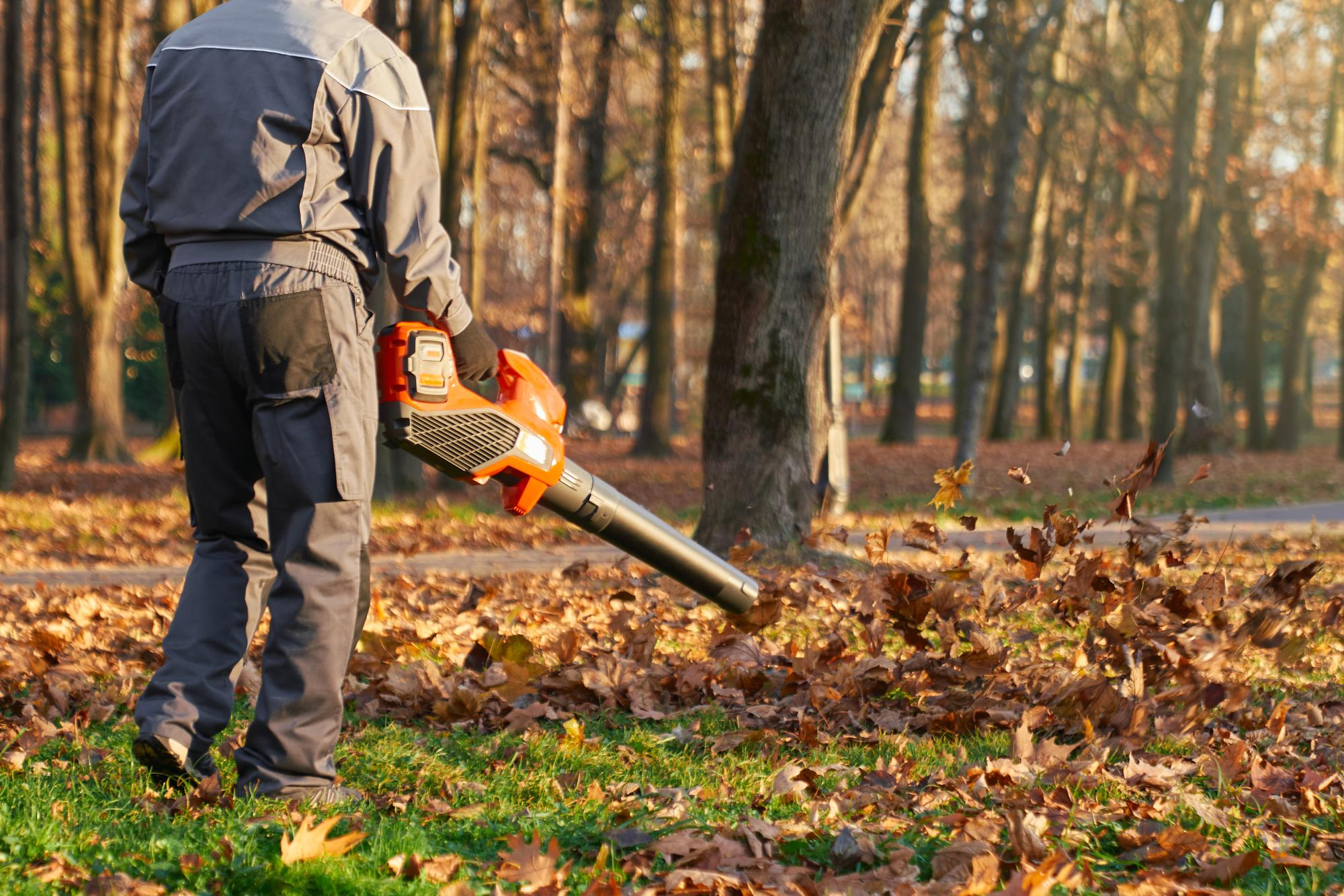 Tree Trimming / Pruning in 