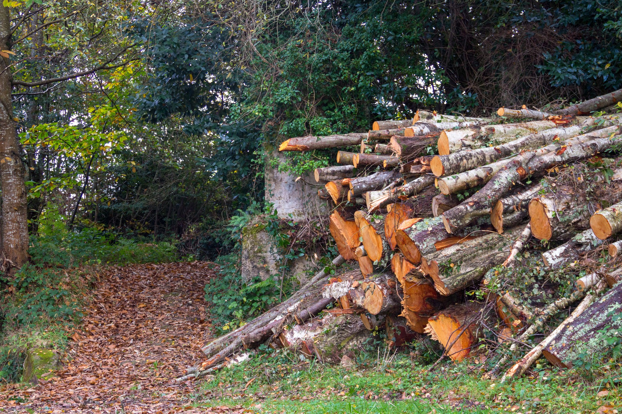 Tree Removal in 