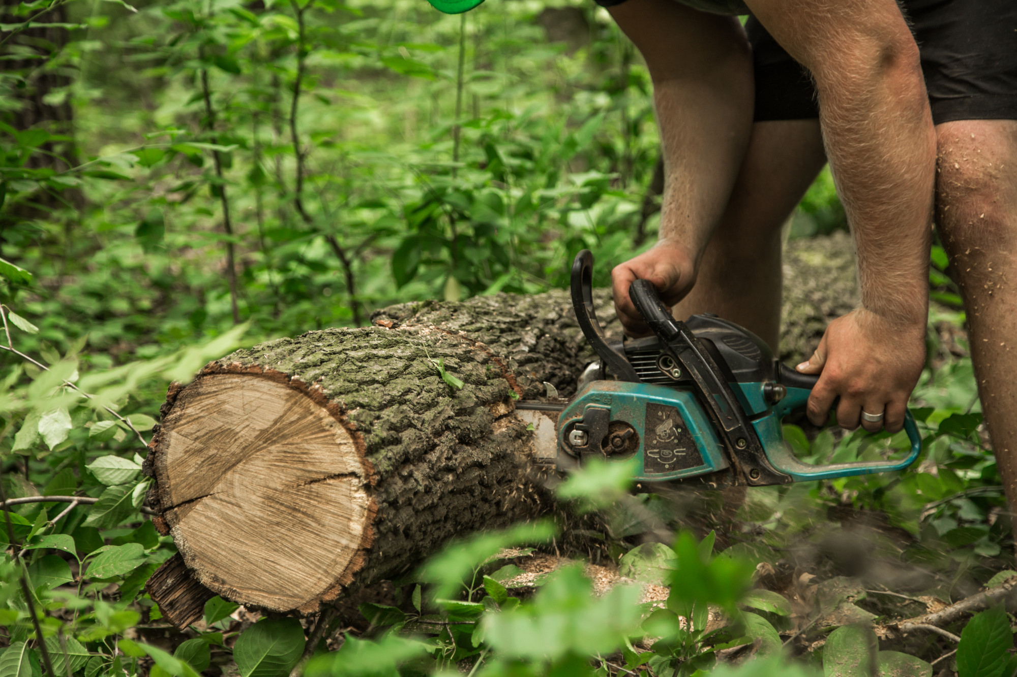 Stump Grinding in 