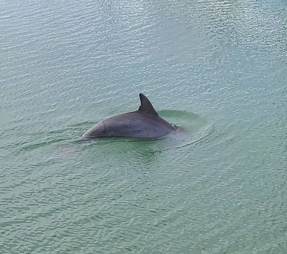 a man in a wet suit is diving with a large shark