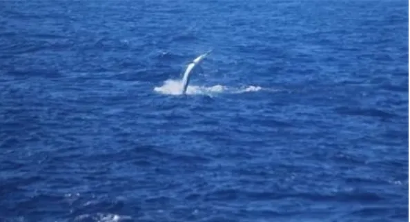 Wild dolphins jumping out of the water near Folly Beach, SC during a boat tour