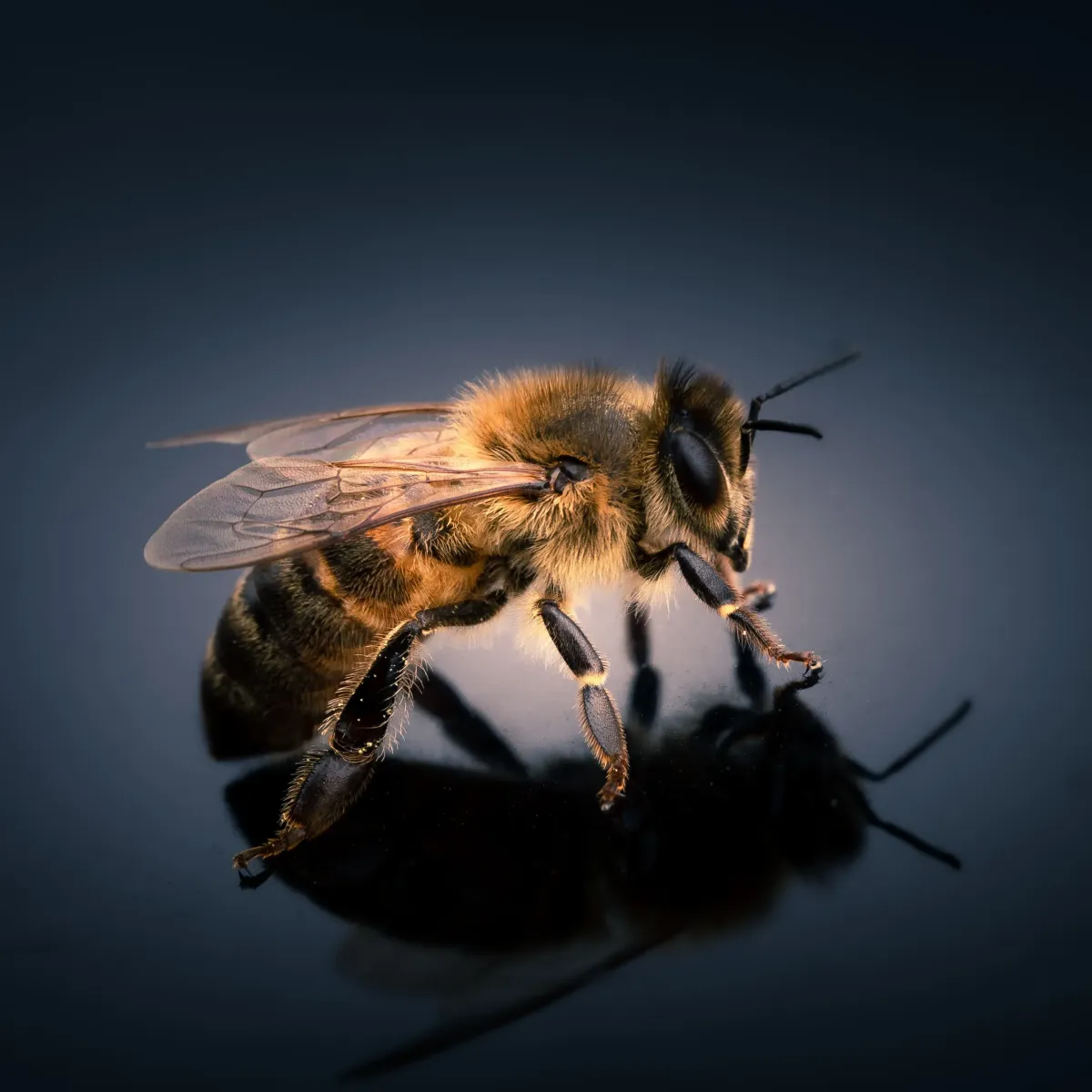 Bee
