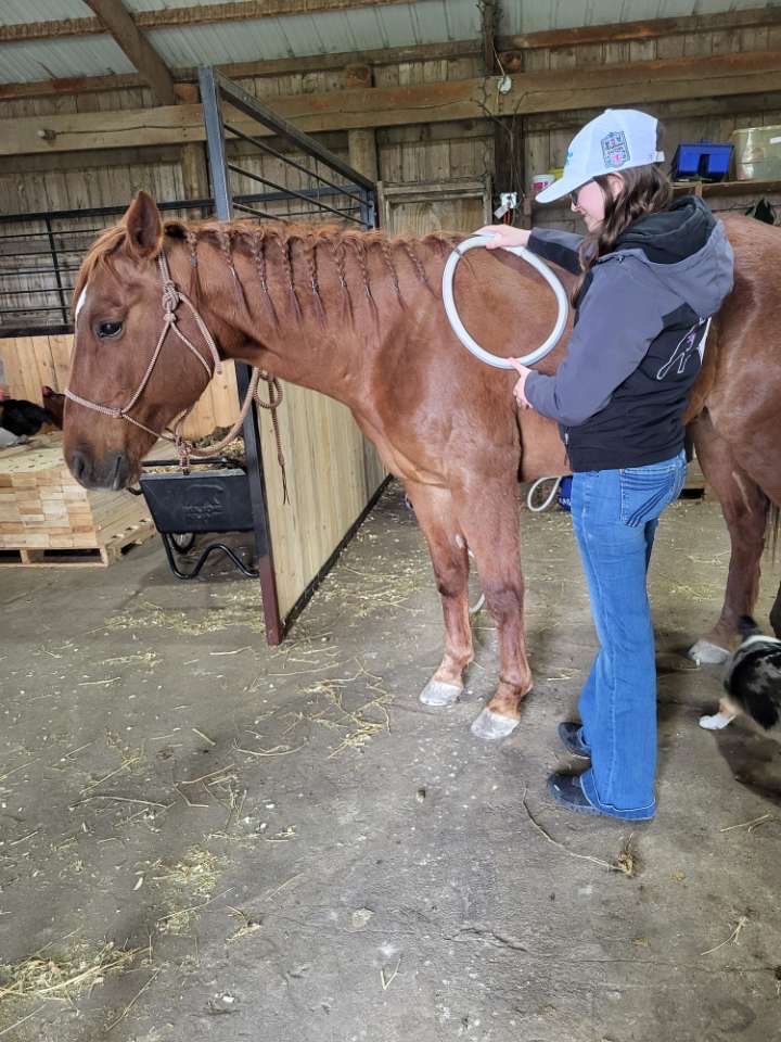Modern photo of a horse receiving MagnaWave PEMF therapy in a clean barn aisle