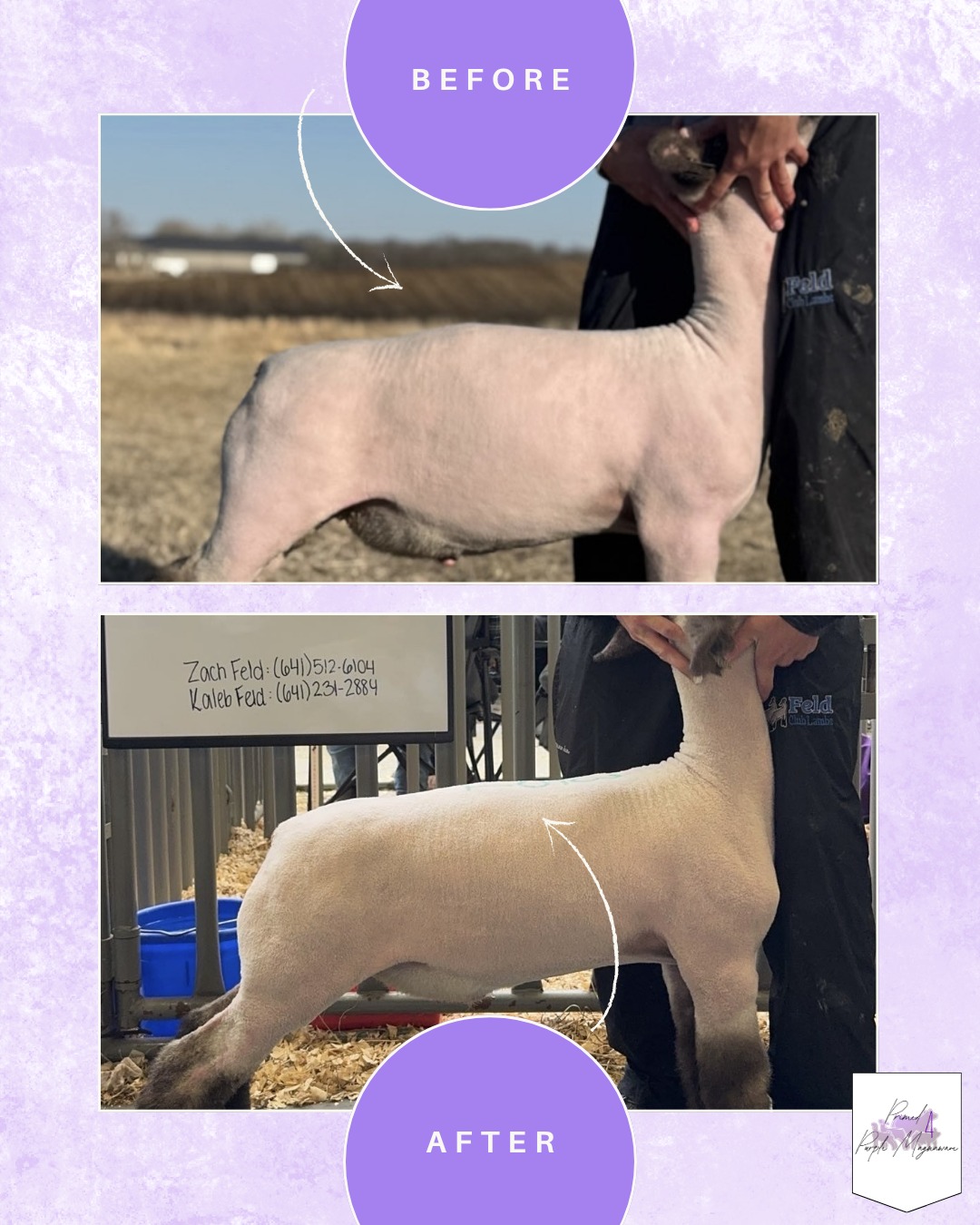 MagnaWave PEMF therapy session with livestock and horse in a clean modern setting