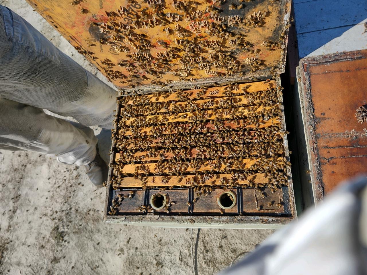 Lisa Nguyen, a Vietnamese-American environmental educator in her late 20s, leads a hands-on workshop outdoors, surrounded by children planting wildflowers. She wears a yellow shirt and jeans, with gardening gloves, and the scene is lively and interactive.