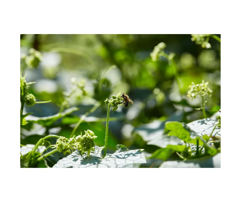 bee landing on the flowers