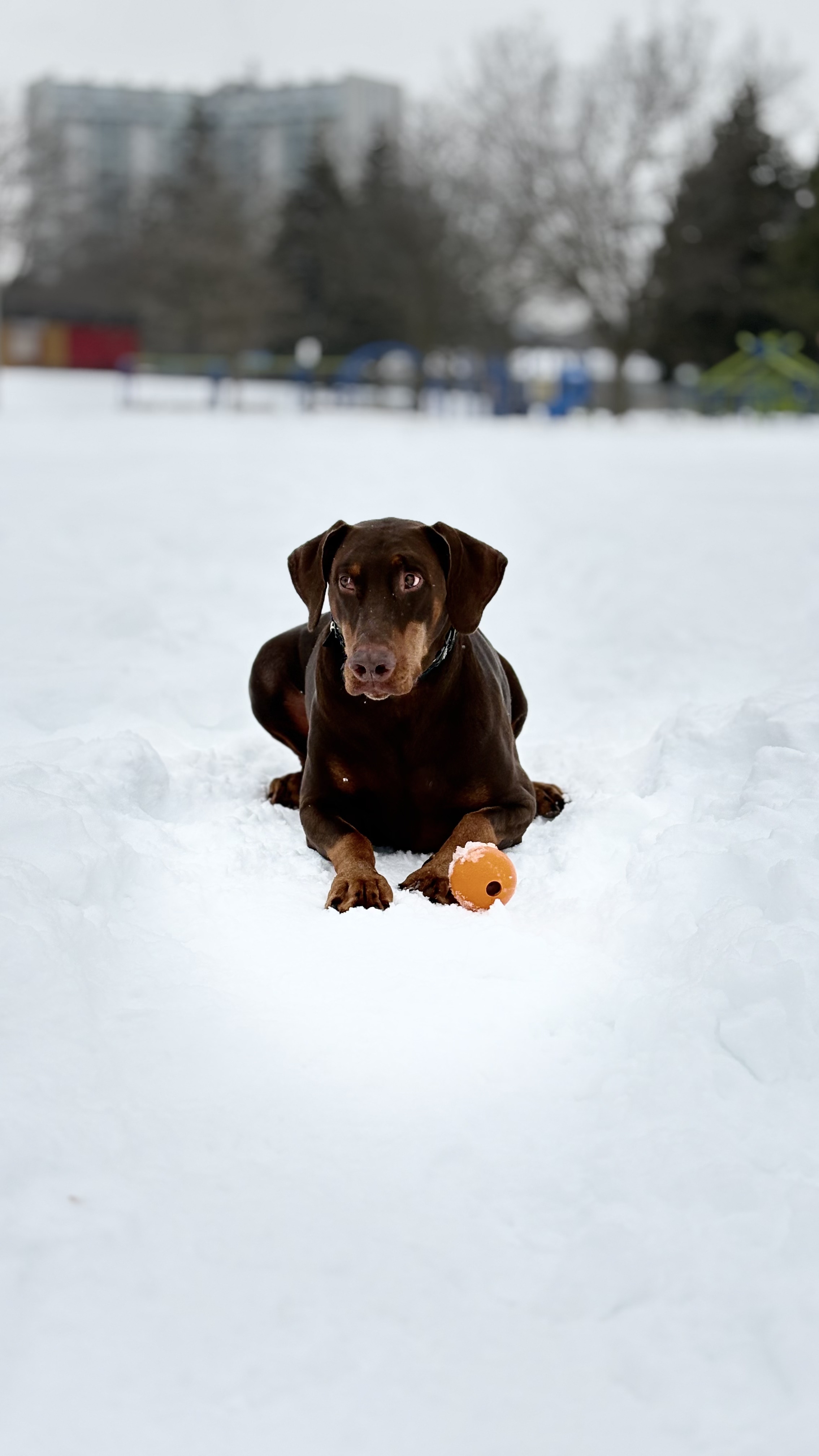 Private Walks Mississauga