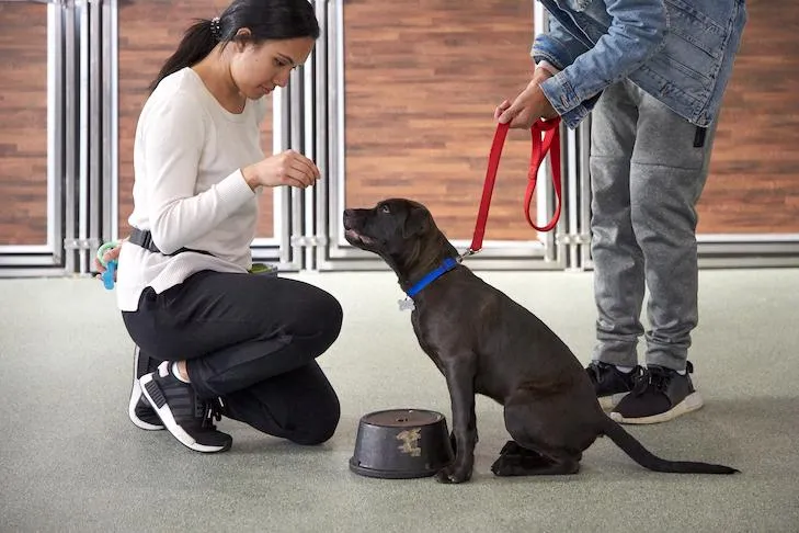 puppy-boarding