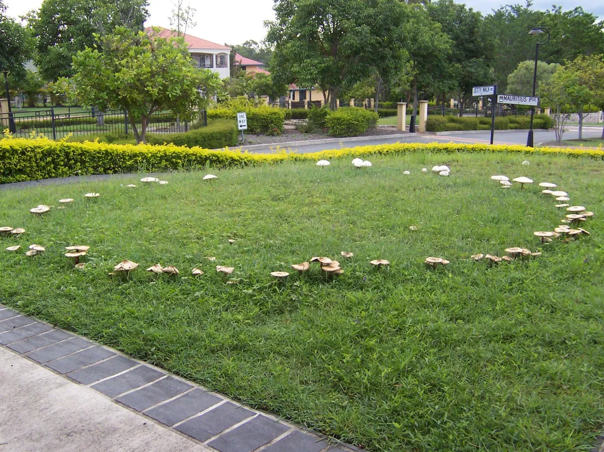 Fairy Ring Fungus in Lawn | Eco Lawn Utah Expert Fungus Control – Learn how Eco Lawn Utah can treat and prevent fairy ring fungus, a common lawn disease that causes circular patches and mushroom growth. Protect your grass with professional lawn disease management.