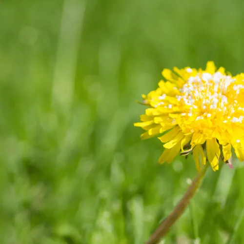 Lawn Weed Control Service | Eco Lawn Utah 