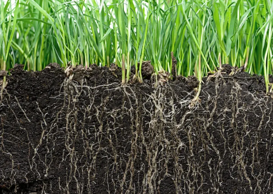 Liquid Aeration Park City, Utah | Healthy grass roots benefiting from liquid aeration by Eco Lawn Utah, promoting deep soil penetration, improved nutrient absorption, and stronger turf growth.