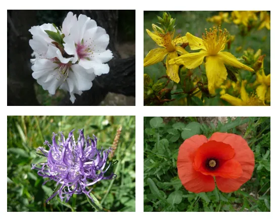 PHYTOTHERAPIE