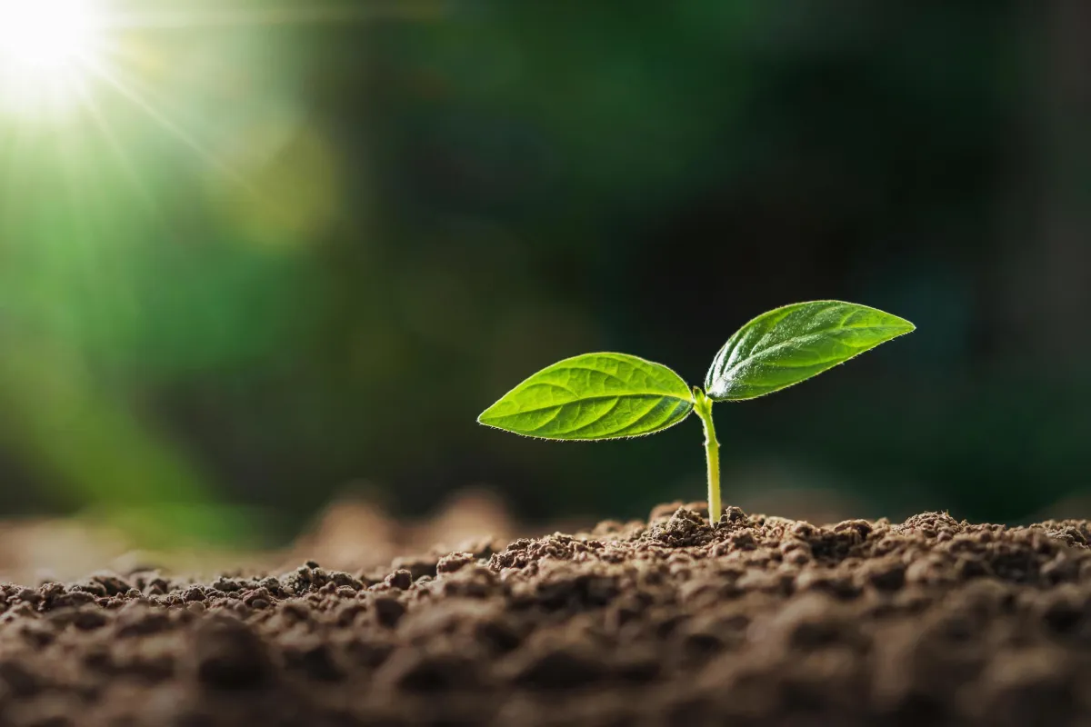 green plant on brown round coins