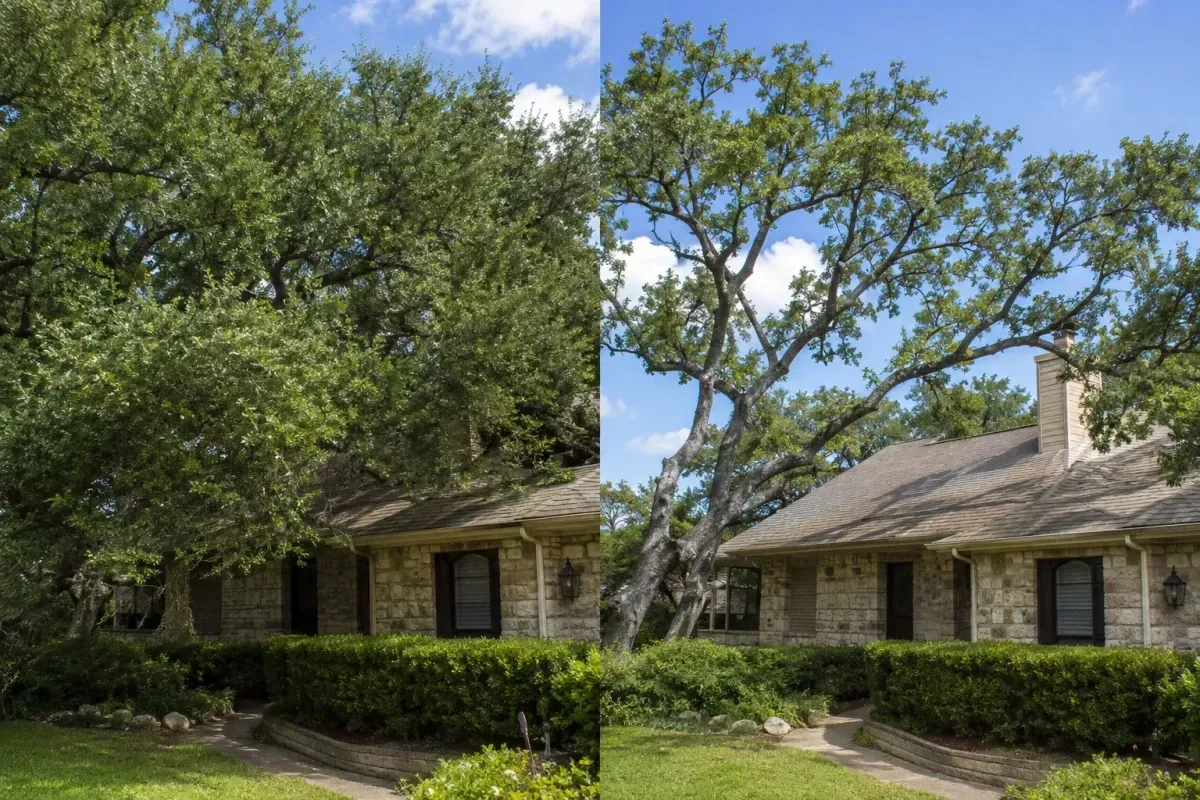 Tree Trimming in San Antonio