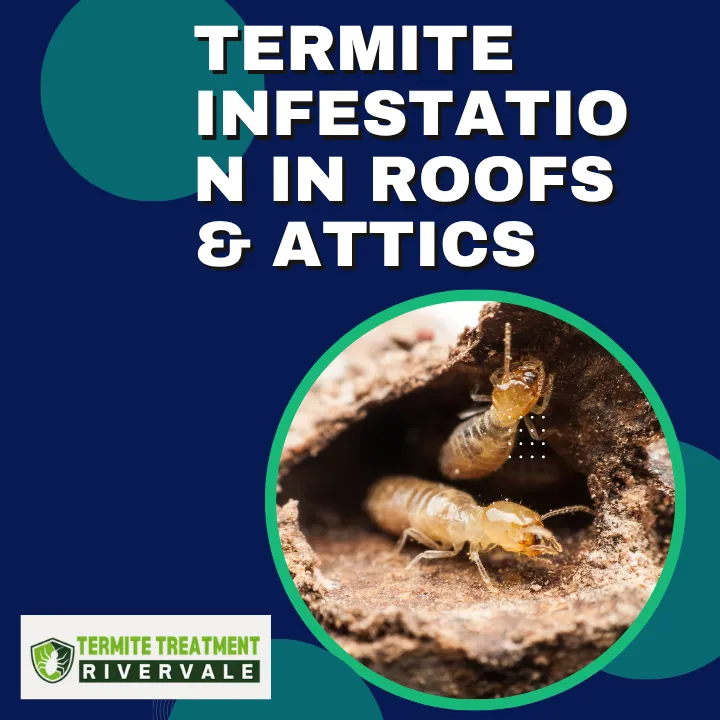 Termite infestation in a roof and attic showing damaged wood, visible termite activity, and early signs of structural damage.