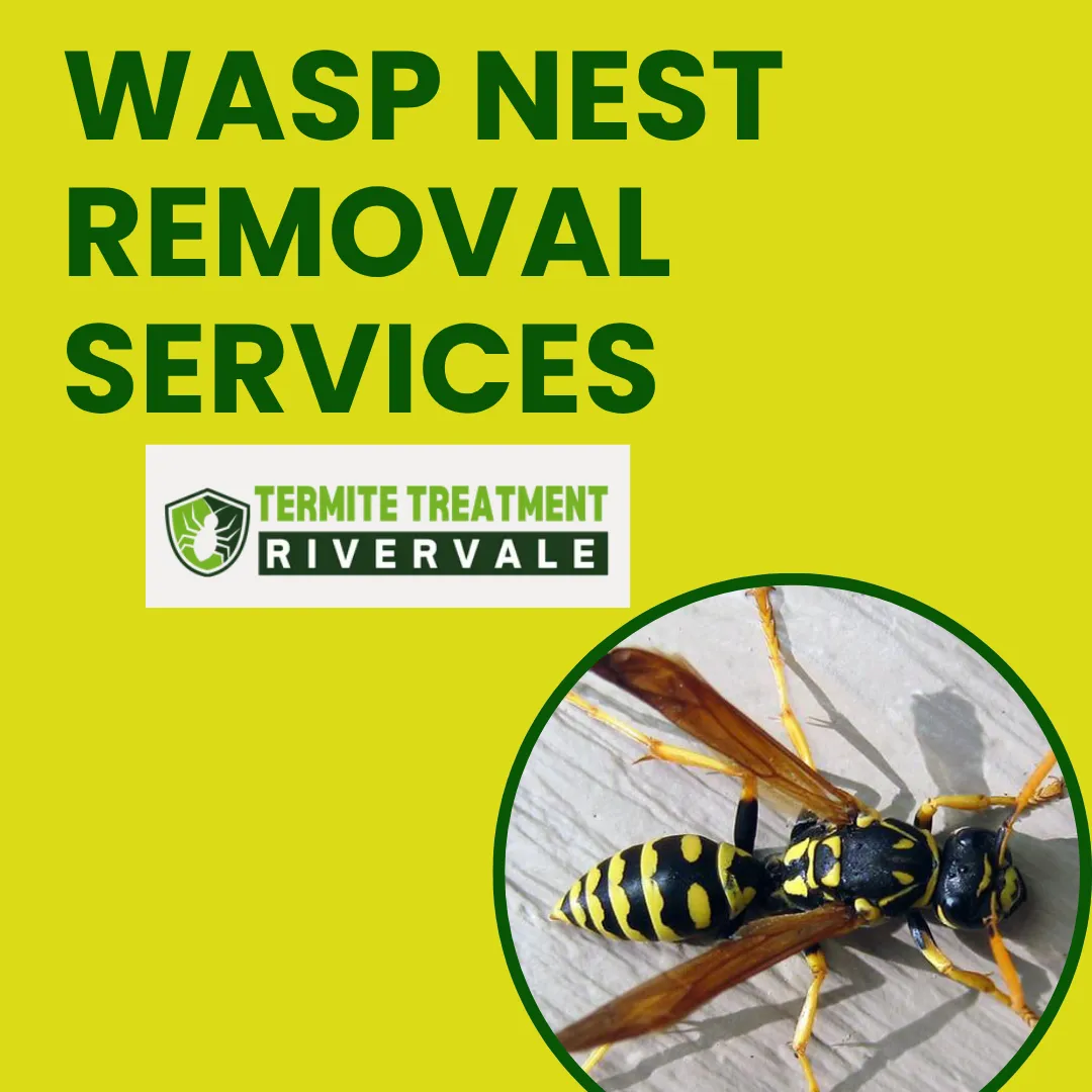 Wasp nest removal