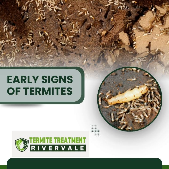 Early termite signs