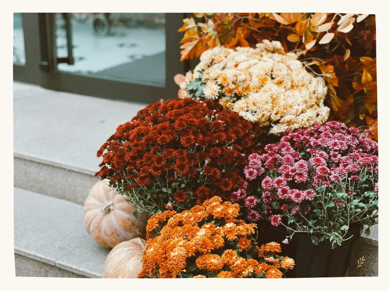 Colorful mums and pumpkins.