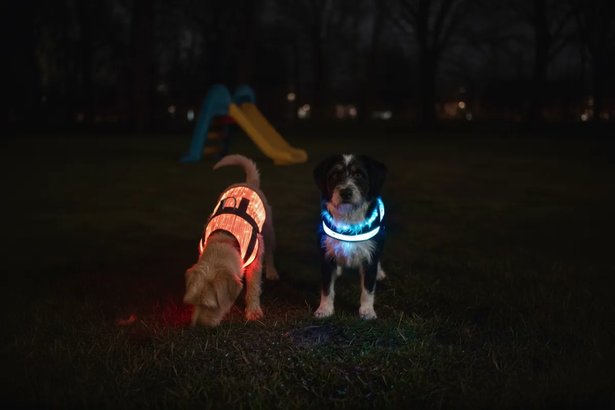 Light Up Dog Vest | Buy LED Dog Vest