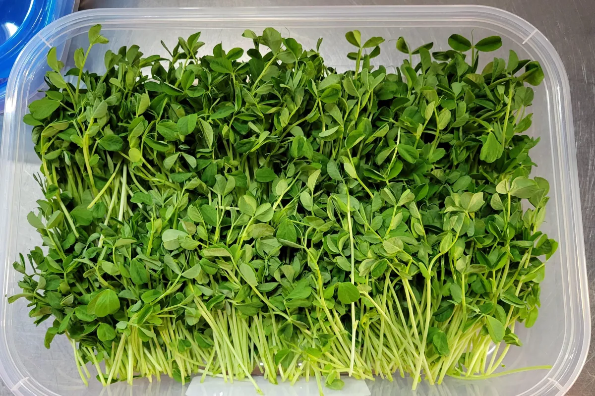 SPECKLED PEA Microgreens. 