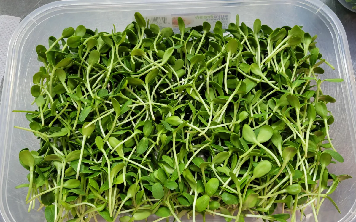 SUNFLOWER MICROGREENS