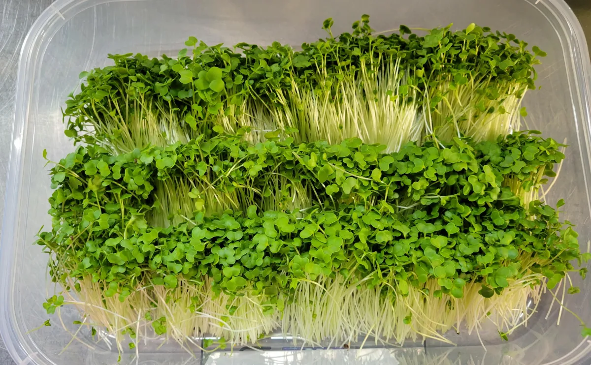 BROCCOLI Microgreens.