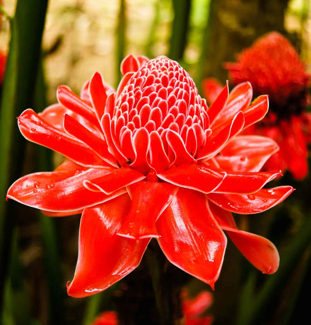 Tropical Landscapes Hawaii Beautiful Torch Ginger Flower