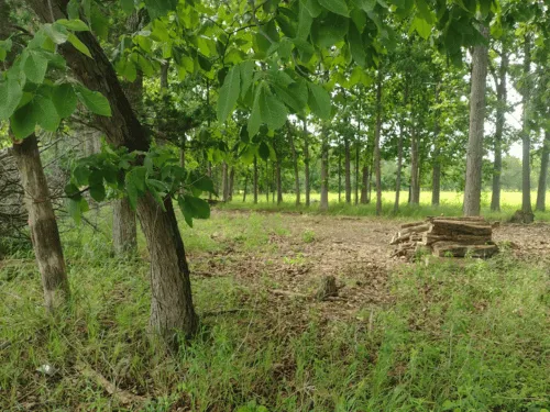 Land Clearing Hudson, NY