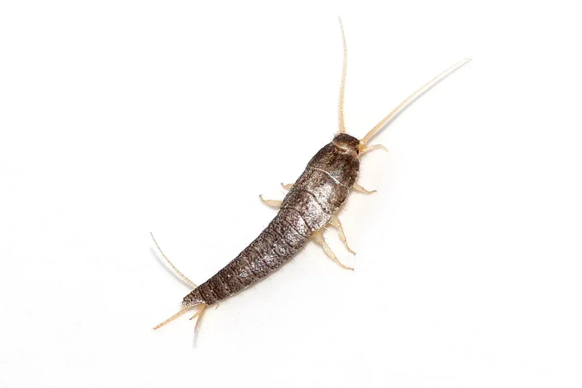 Silverfish control services for homes in Portland and Vancouver
