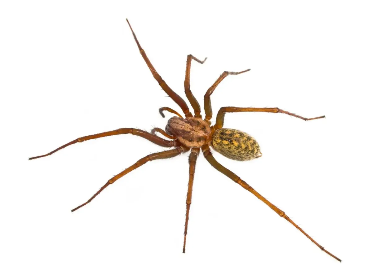 Spider control services for homes in Portland and Vancouver