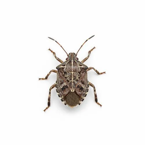 Boxelder and stinkbug control services for homes in Portland and Vancouver