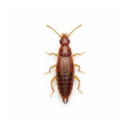 Professional earwig control services in Portland, Oregon and Vancouver, Washington