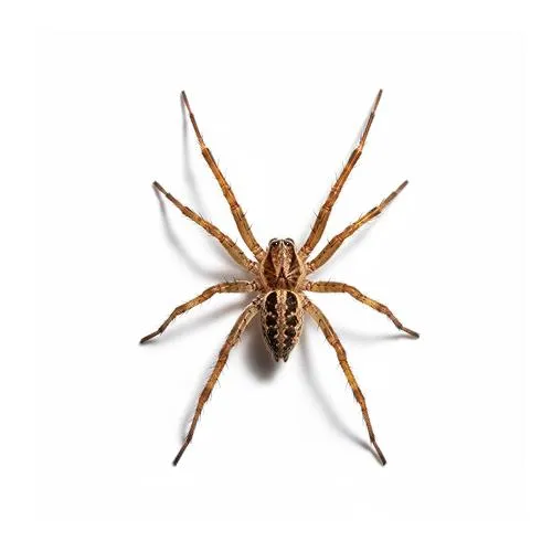 Spider control services for homes in Portland and Vancouver