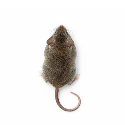Professional mice control services in Portland, Oregon by TriGuard Pest Control