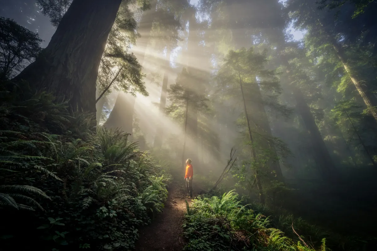 Person walking a woodland path towards the light, a calm path to nervous system regulation | Yoga Health and Wellness