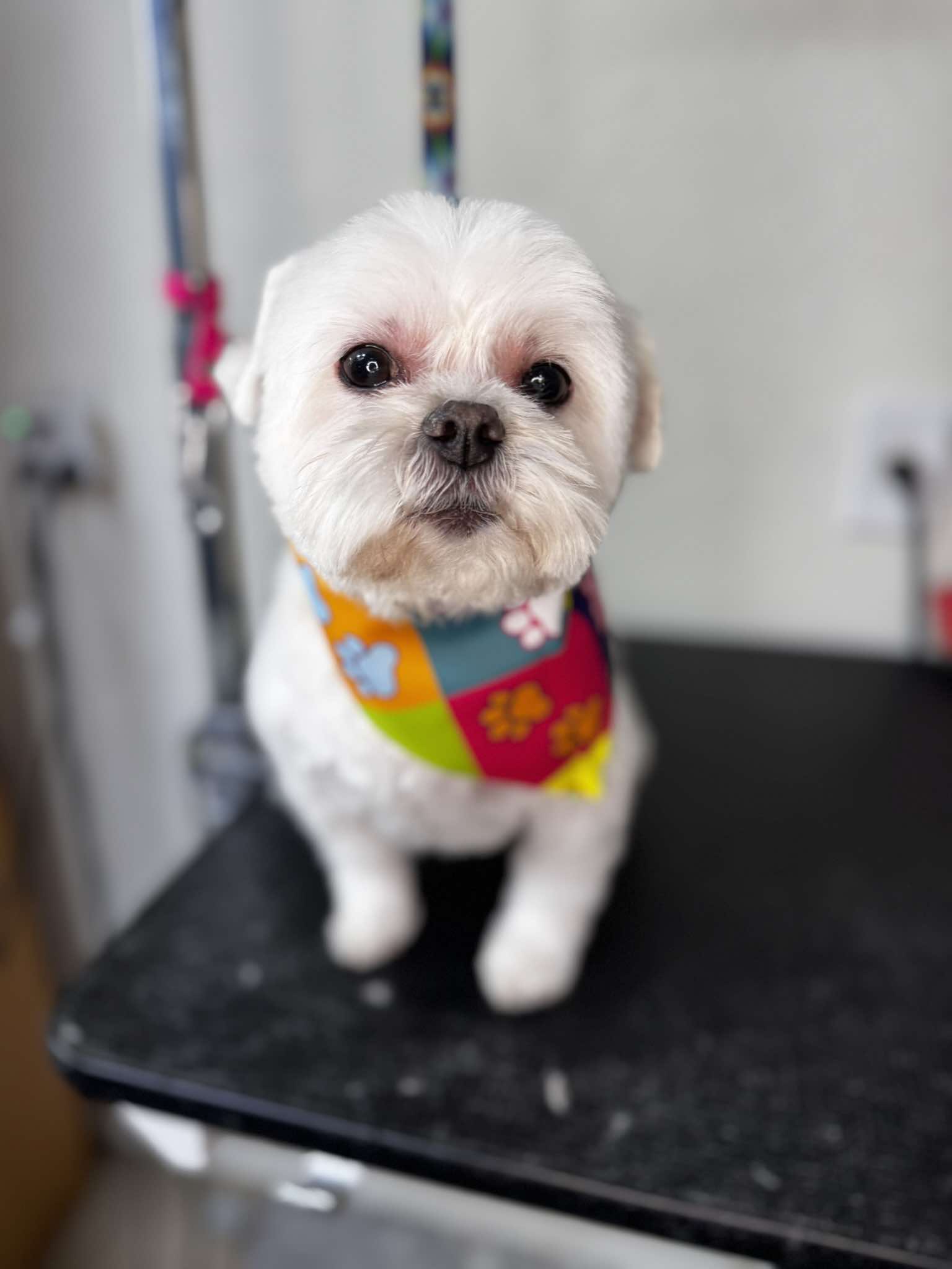 Bath & Brush Comb Illustration