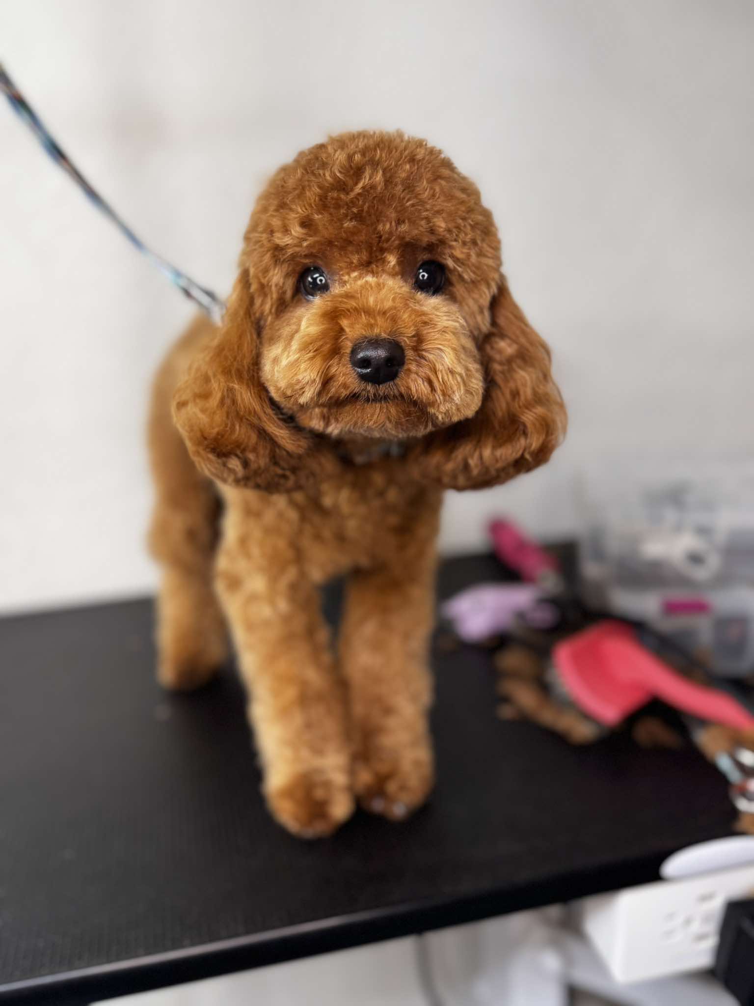 Full Groom Scissors Illustration