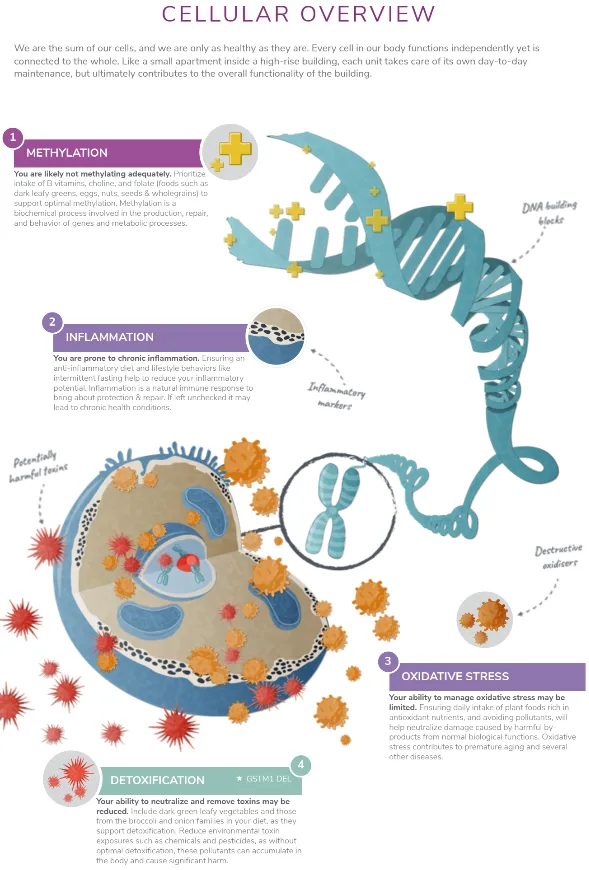Cellular overview from DNA-based wellness report