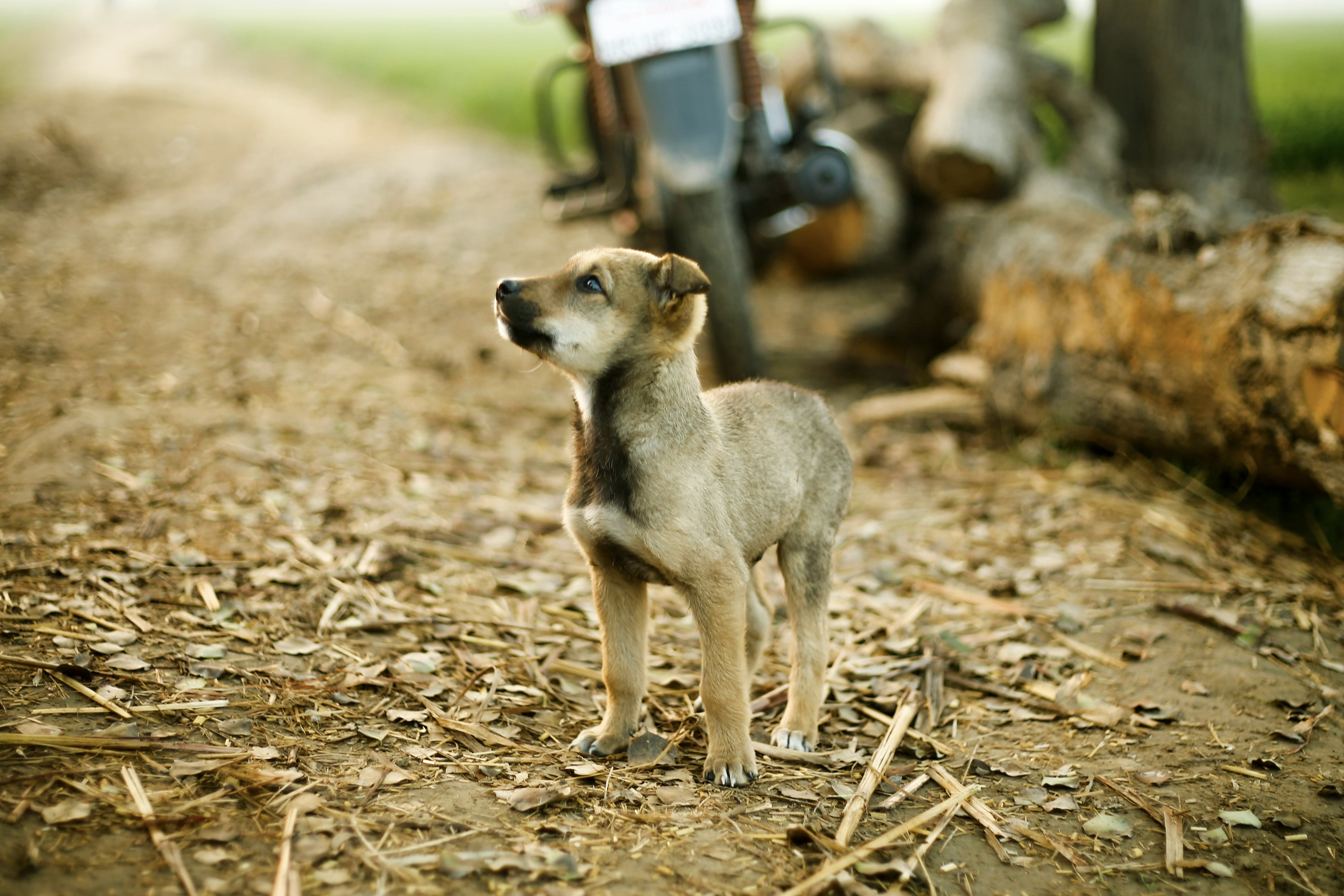 Start with Socialisation