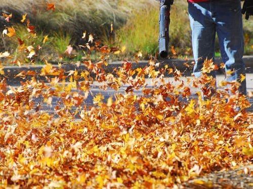 Cottage Grove Fall Cleanup & Leaf Removal