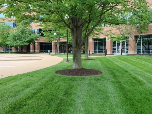 Commercial Lawn Care in Woodbury