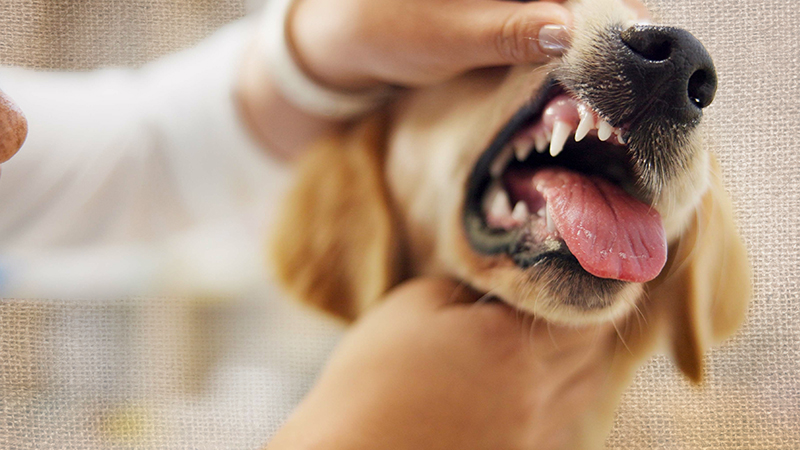 Dog getting it's teeth examined