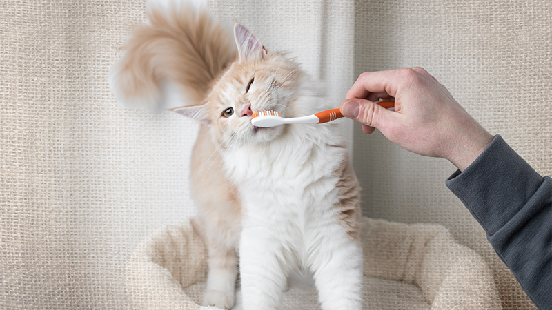 Your Cat's Bad Breath Isn't Just 'Cat Breath': 4 Dental Care Tips That Work (Even for Difficult Cats)